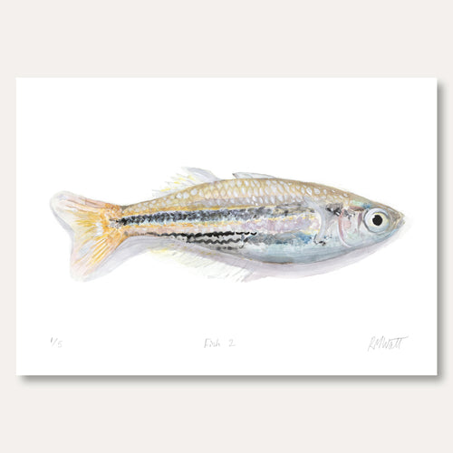 'Fish 2' by Rosa Watt