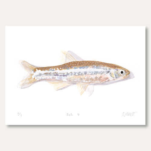 'Fish 4' by Rosa Watt