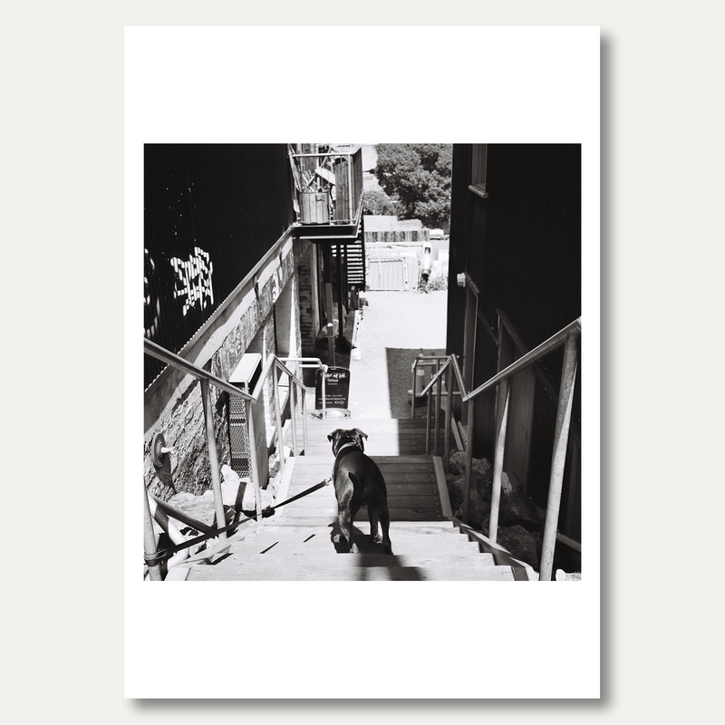 'The Dog' framed photograph by Louie Kinder Rycroft